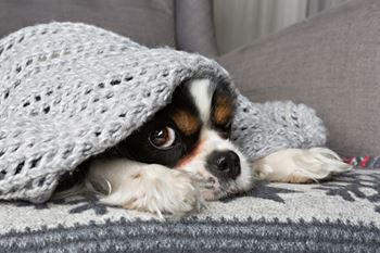 Dog on couch with blanket over head